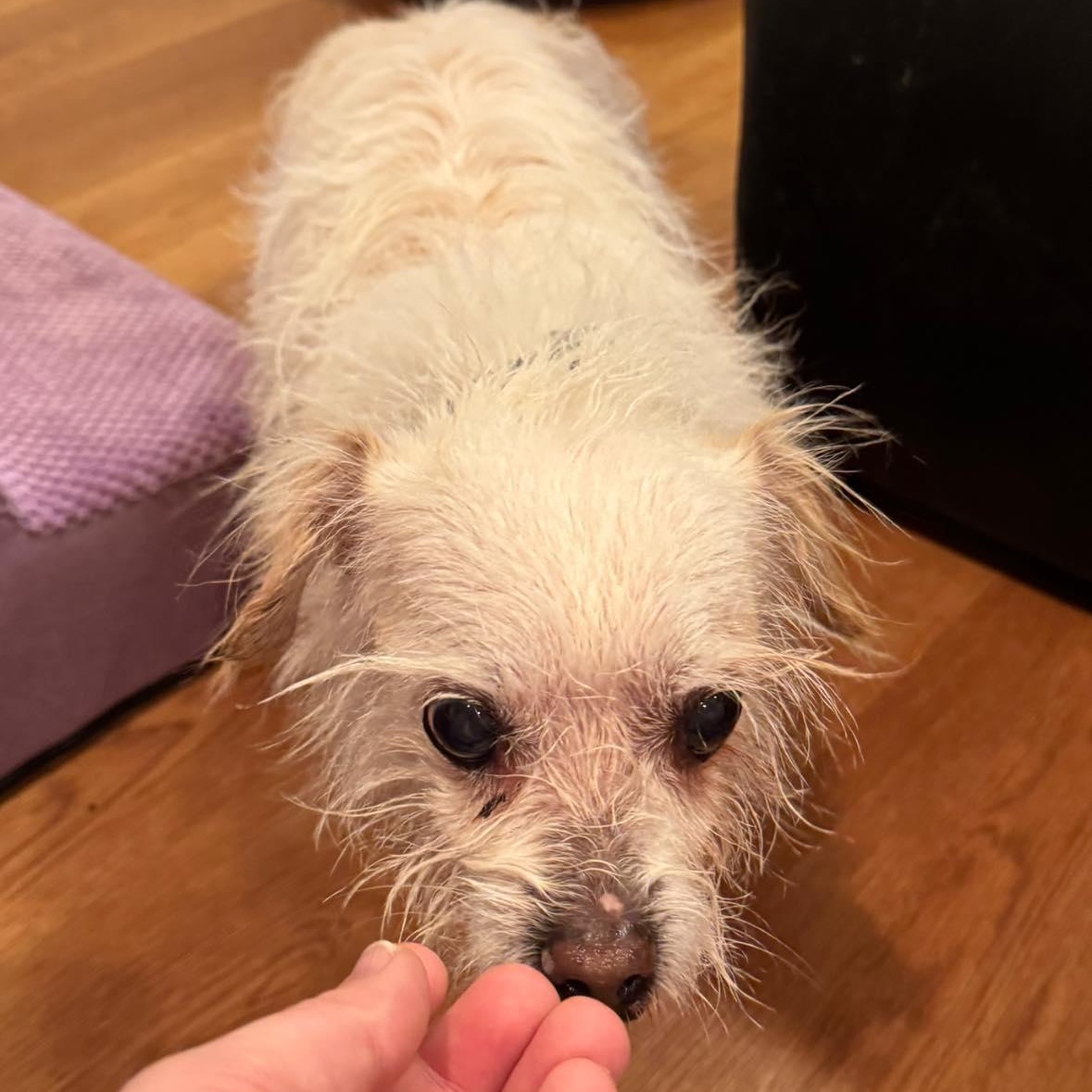 Enlarge Harlee, an adoptable mixed breed in Rockville, MD image 6/6