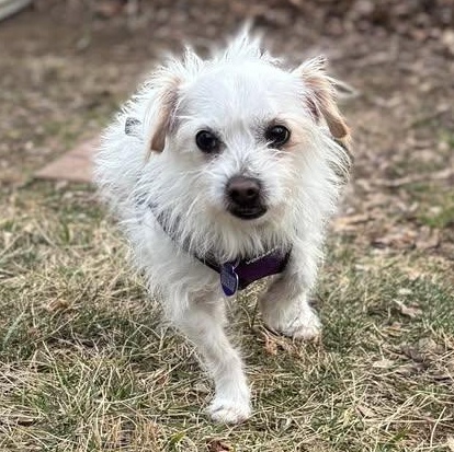 Enlarge Harlee, an adoptable mixed breed in Rockville, MD image 2/6