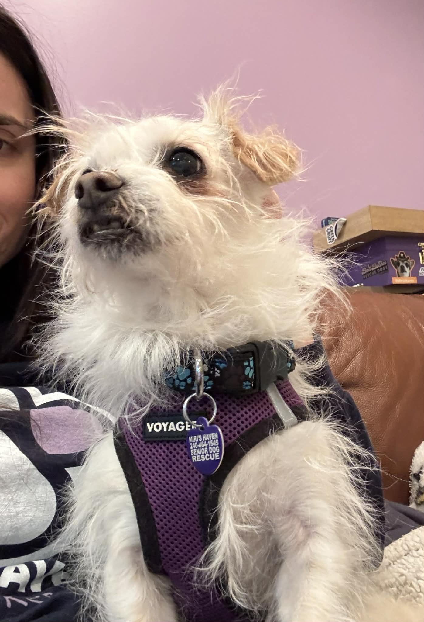 Enlarge Harlee, an adoptable mixed breed in Rockville, MD image 4/6