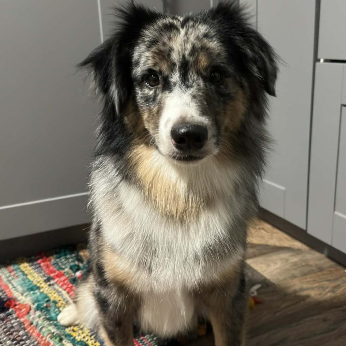 Dewy, ADOPTABLE, Adult Male Australian Shepherd.