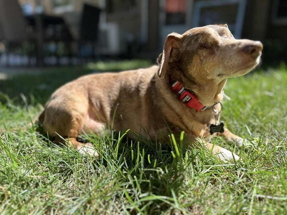 Enlarge Dachshund- Carver, a Adoptable Dachshund in Omaha, NE image 1/6