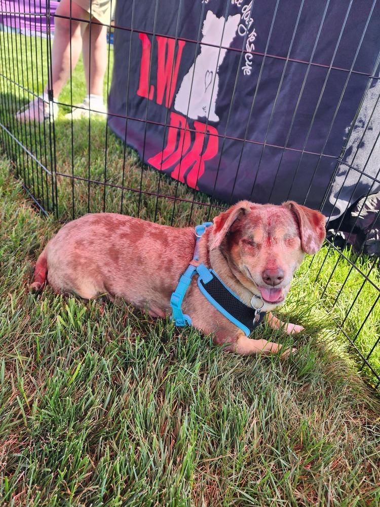 Enlarge Dachshund- Carver, a Adoptable Dachshund in Omaha, NE image 2/6