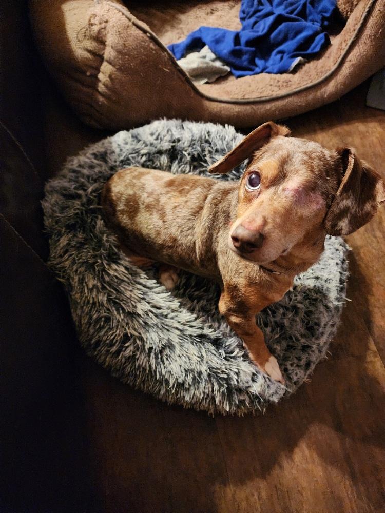 Enlarge Dachshund- Carver, a Adoptable Dachshund in Omaha, NE image 3/6