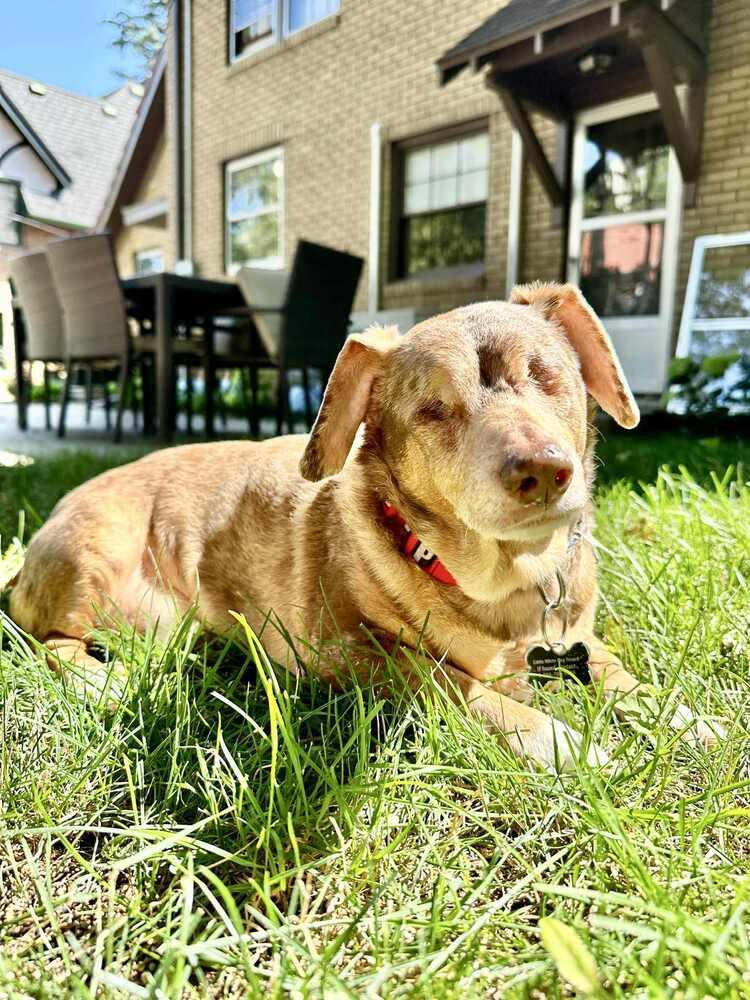 Enlarge Dachshund- Carver, a Adoptable Dachshund in Omaha, NE image 4/6