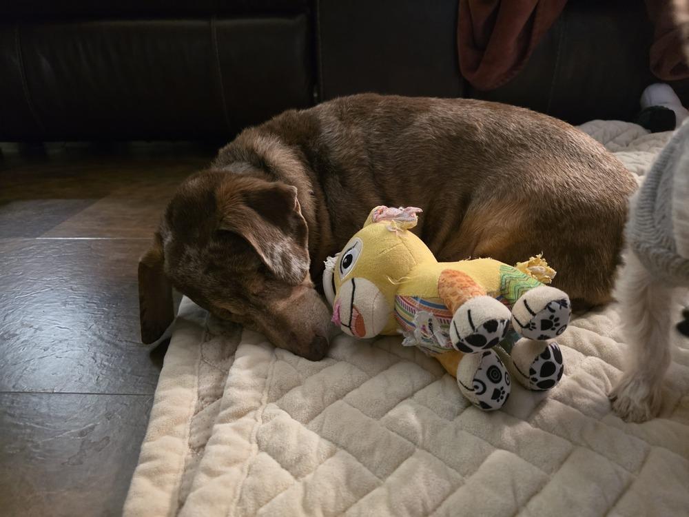 Enlarge Dachshund- Carver, a Adoptable Dachshund in Omaha, NE image 5/6