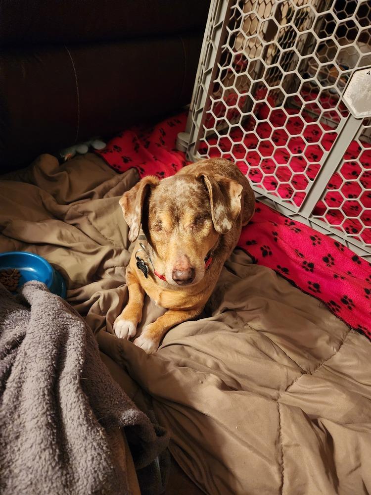 Enlarge Dachshund- Carver, a Adoptable Dachshund in Omaha, NE image 6/6