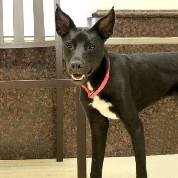 Benjamin, Adoptable, Young Male Labrador Retriever & Border Collie.