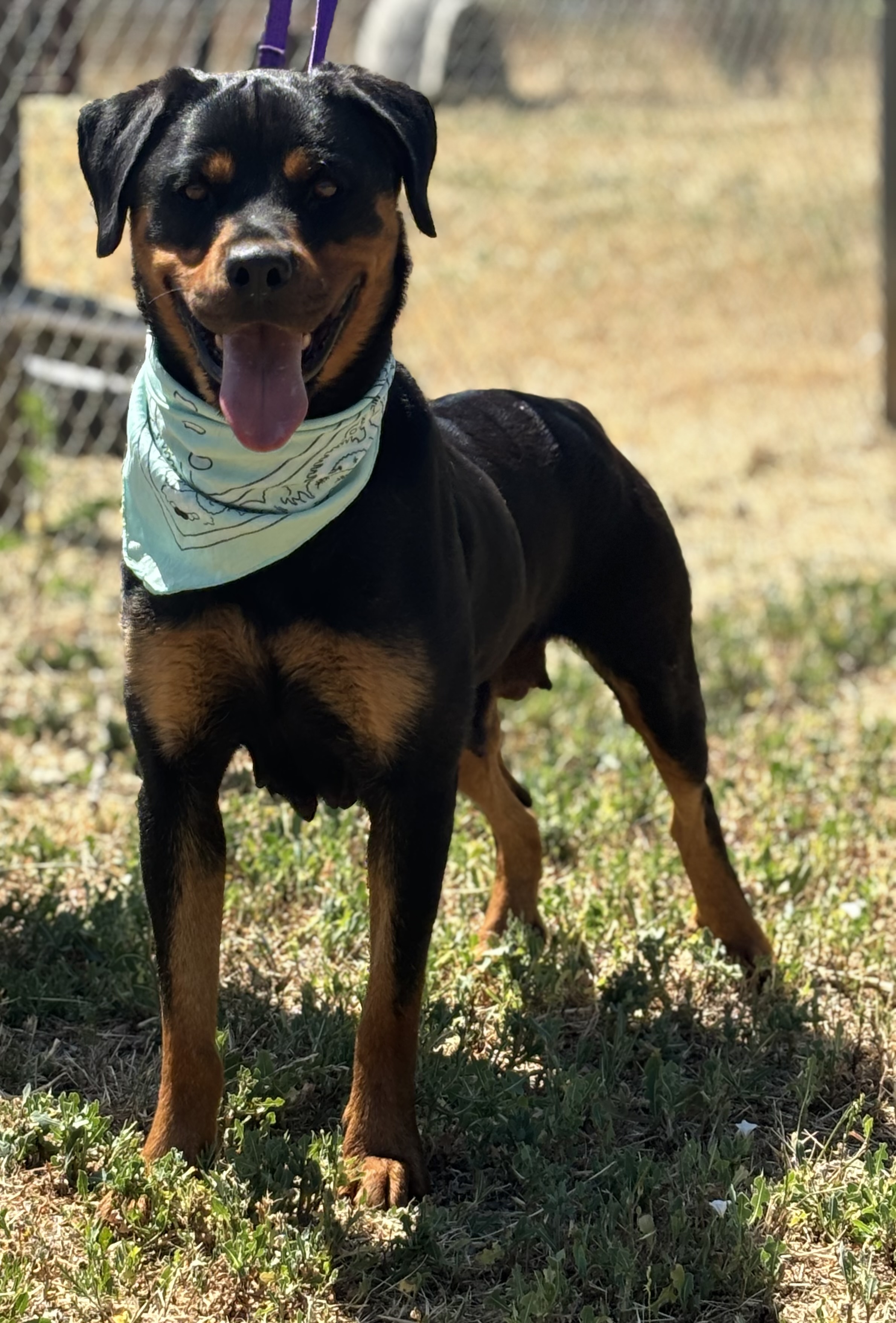 Petra, Young Female Rottweiler