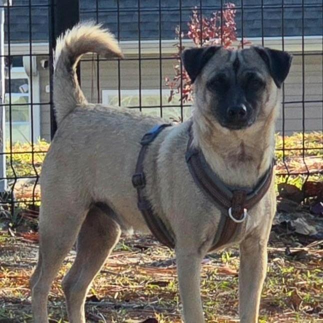 Chase, an adoptable Chihuahua, Pekingese in Columbia, SC, 29205 | Photo Image 2