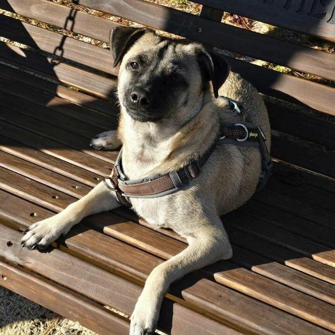 Chase, an adoptable Chihuahua, Pekingese in Columbia, SC, 29205 | Photo Image 1