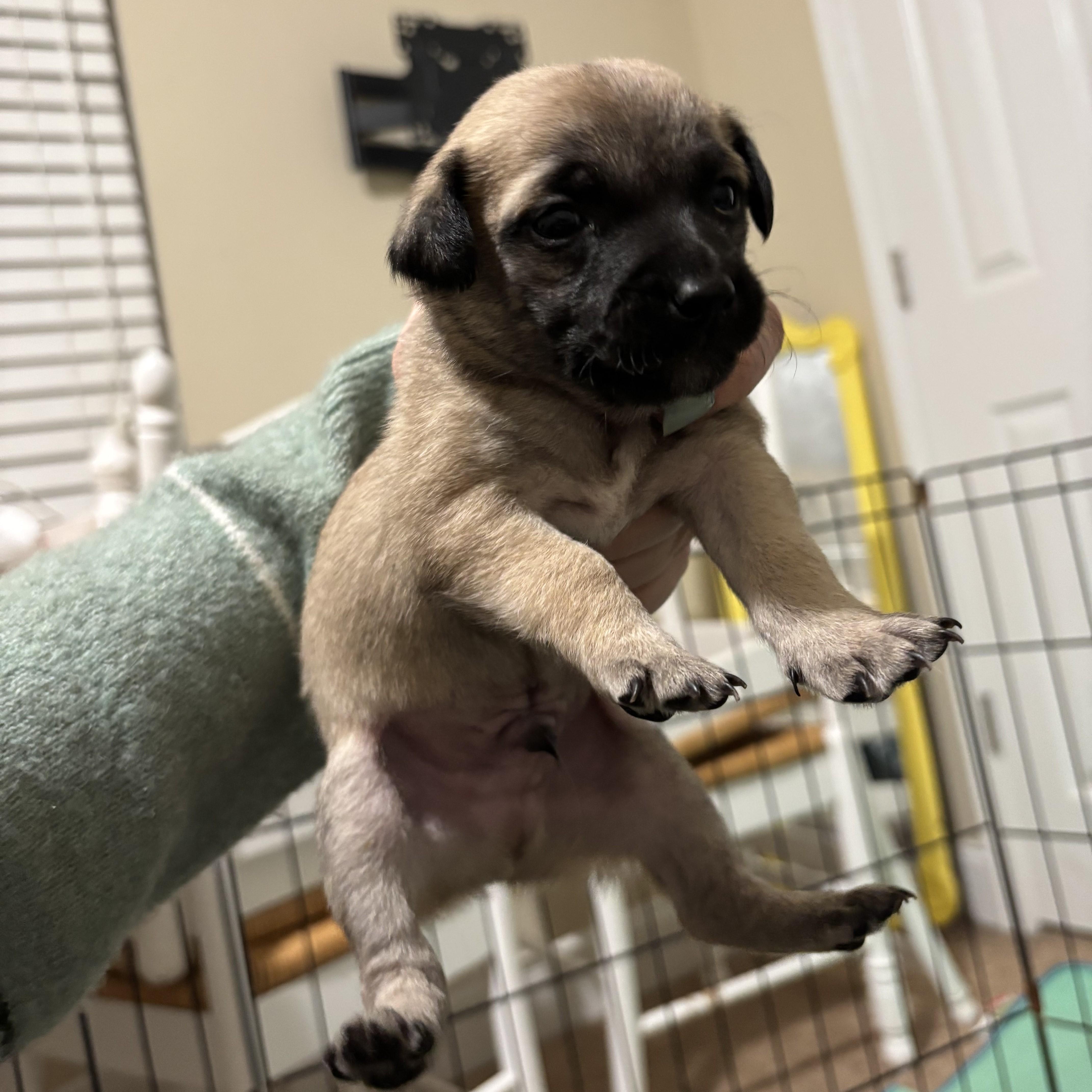 Chase, an adoptable Chihuahua, Pekingese in Columbia, SC, 29205 | Photo Image 3