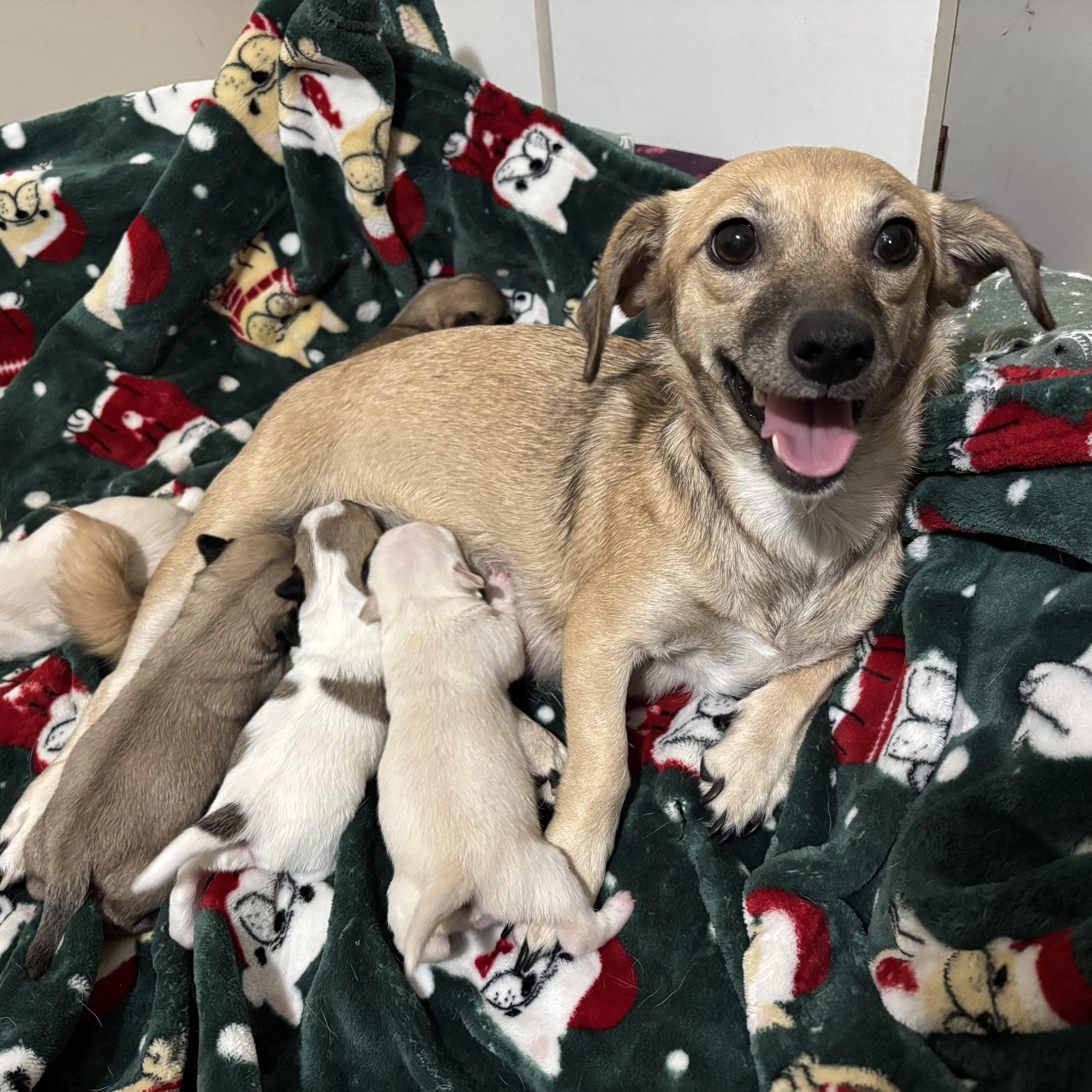 Chase, an adoptable Chihuahua, Pekingese in Columbia, SC, 29205 | Photo Image 4