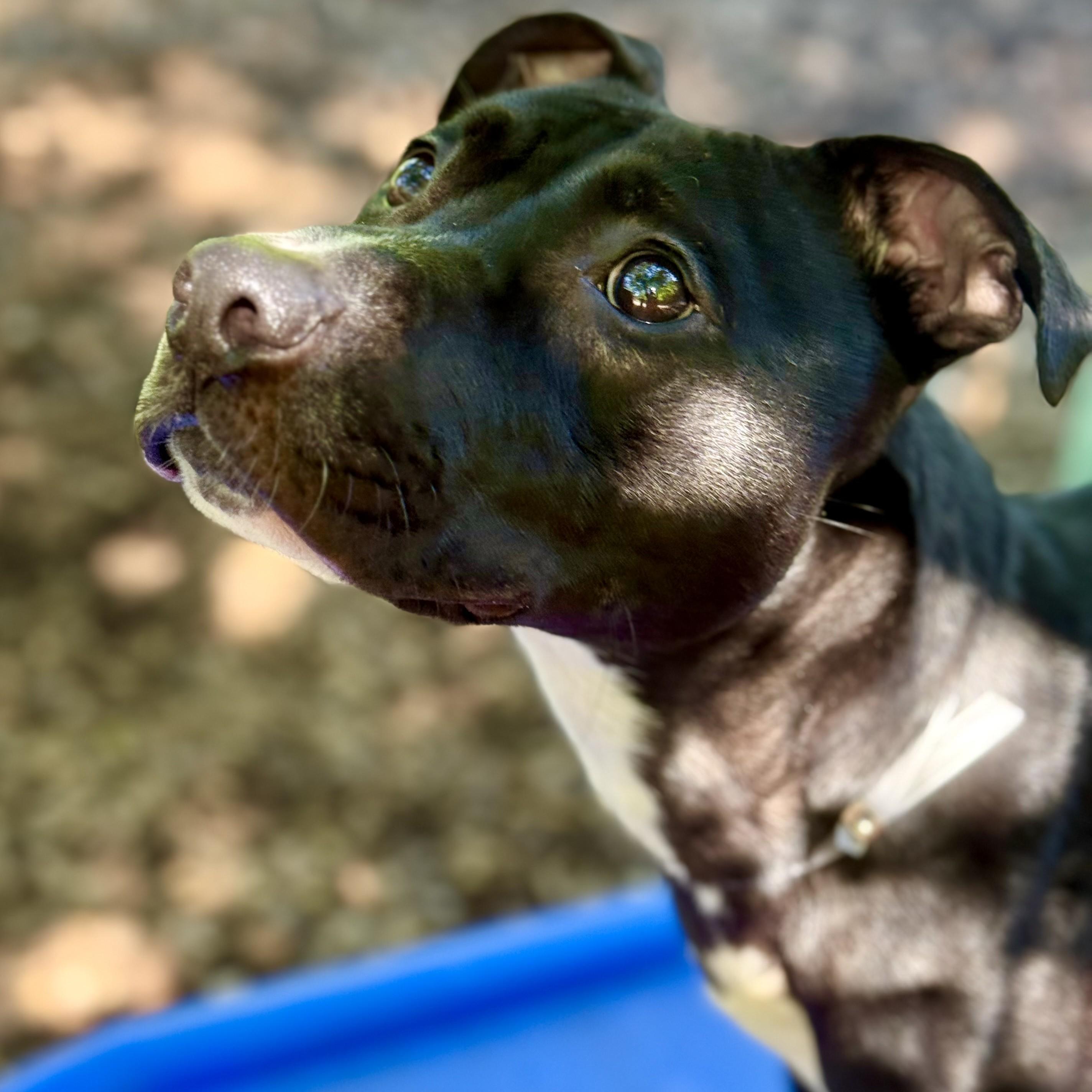 Enlarge Rex- 53357, a ADOPTABLE mixed breed in Columbia, MD image 2/6