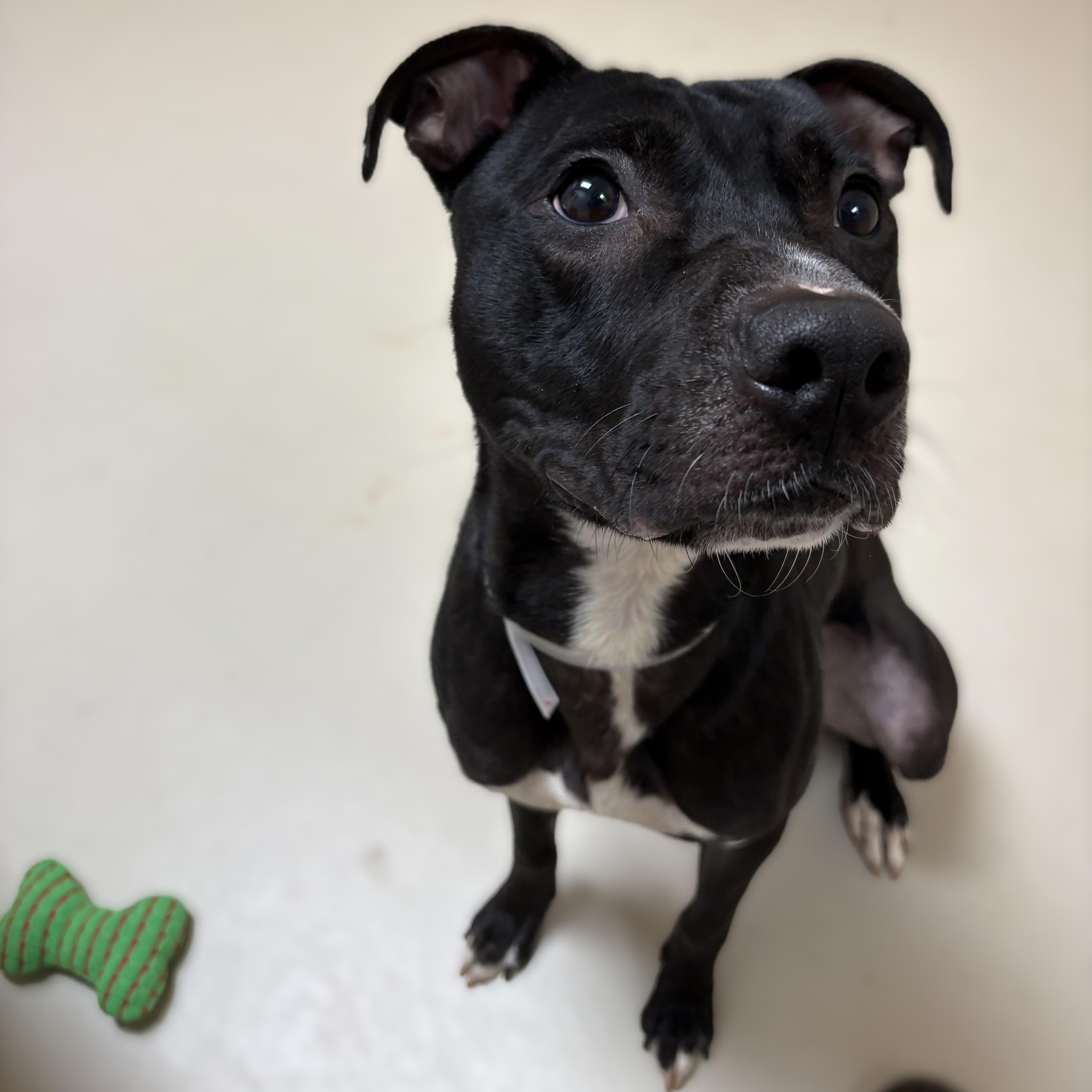 Rex- 53357, a ADOPTABLE mixed breed in Columbia, MD image 3/3