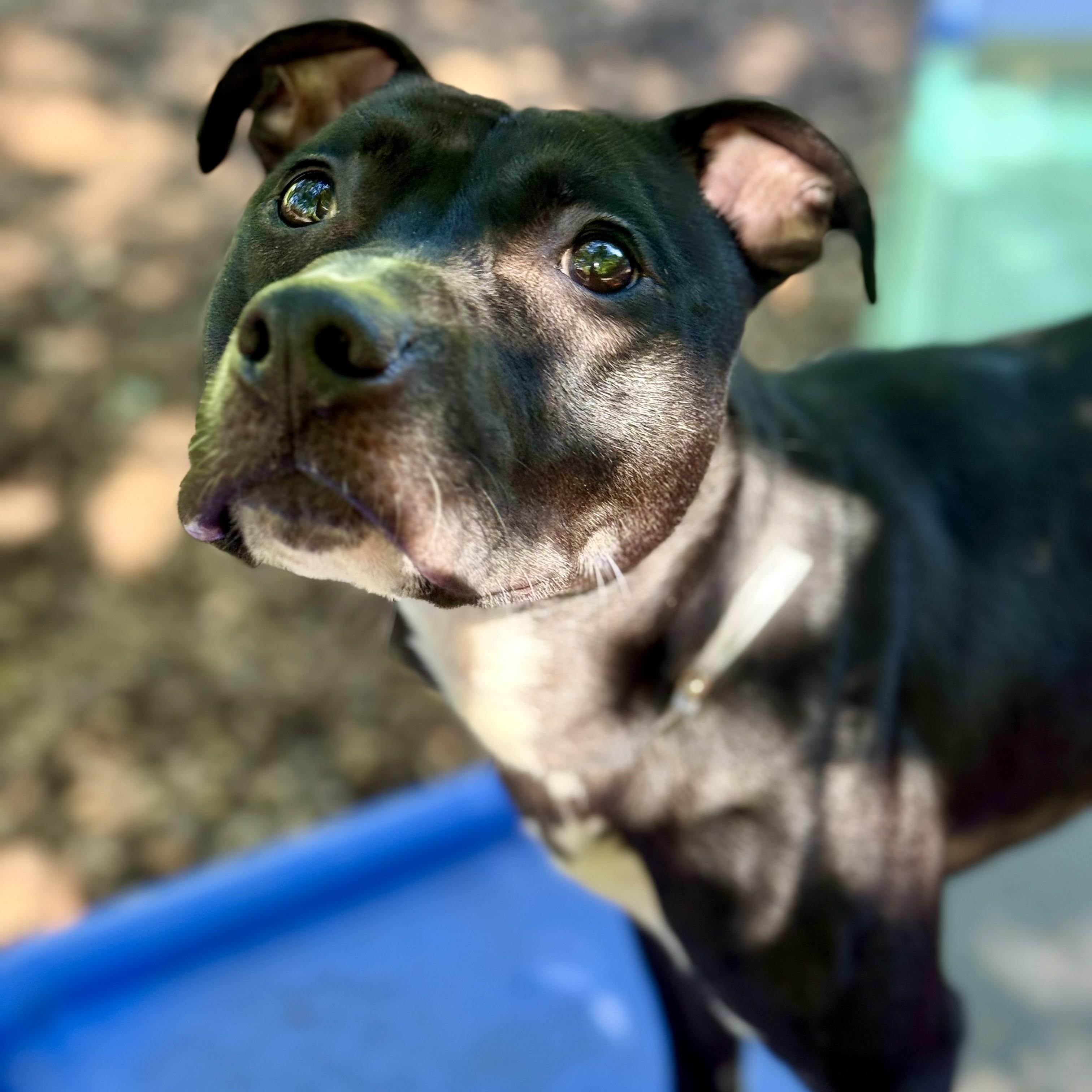 Enlarge Rex- 53357, a ADOPTABLE mixed breed in Columbia, MD image 4/6
