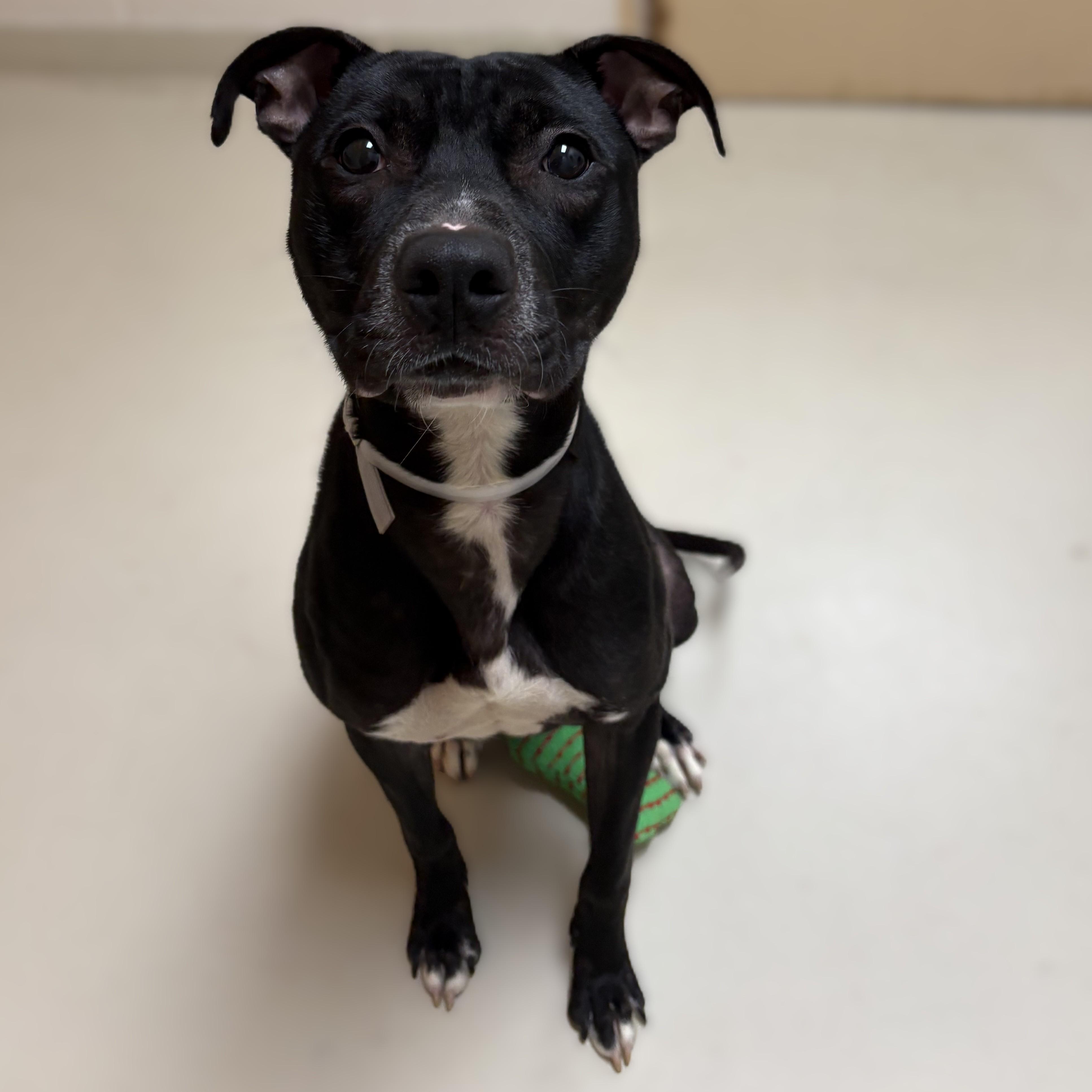 Rex- 53357, a ADOPTABLE mixed breed in Columbia, MD image 1/3