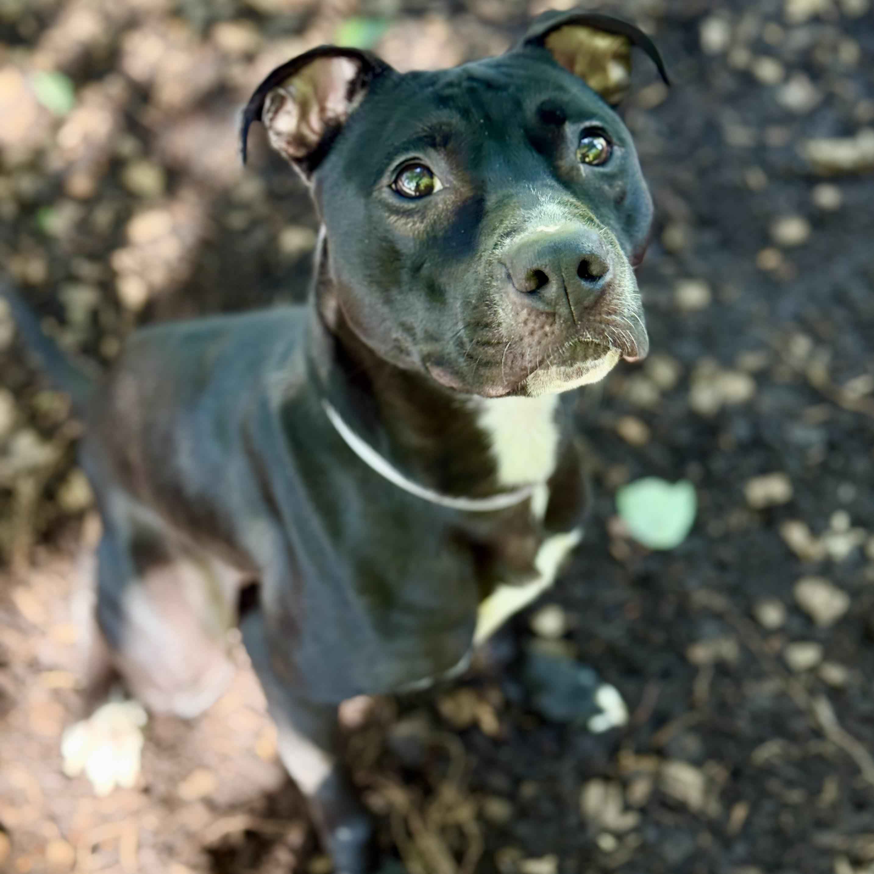 Rex- 53357, ADOPTABLE, Young Male Pit Bull Terrier & Labrador Retriever.