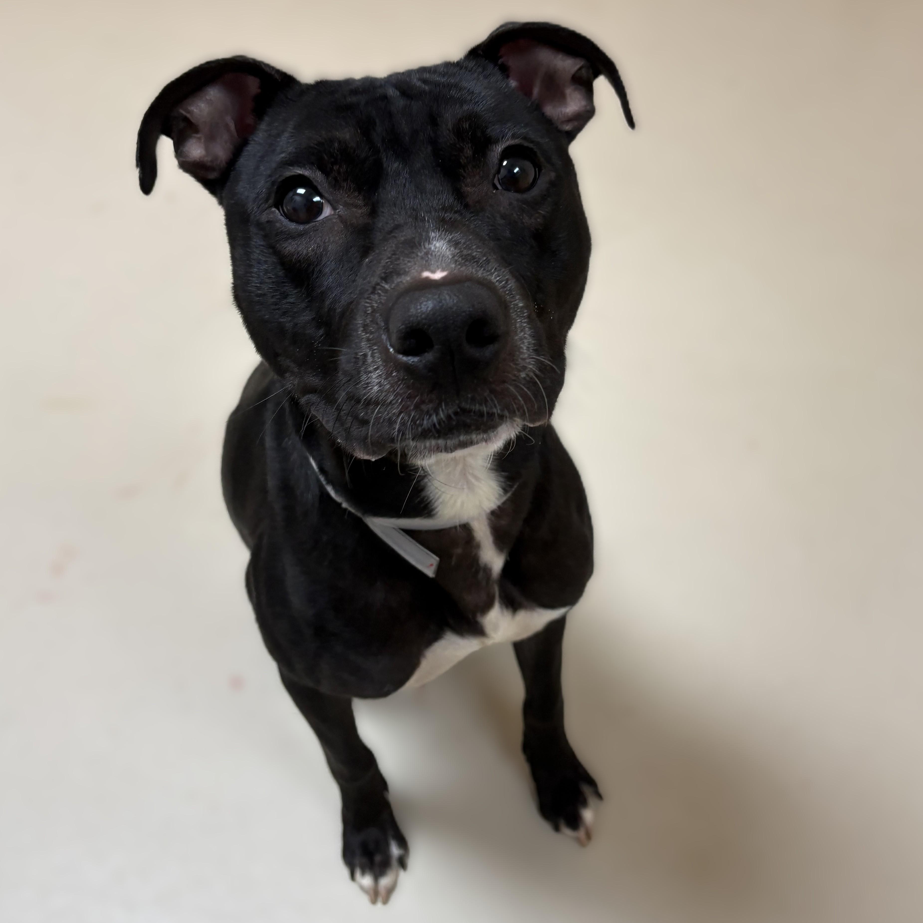 Rex- 53357, a ADOPTABLE mixed breed in Columbia, MD image 2/3