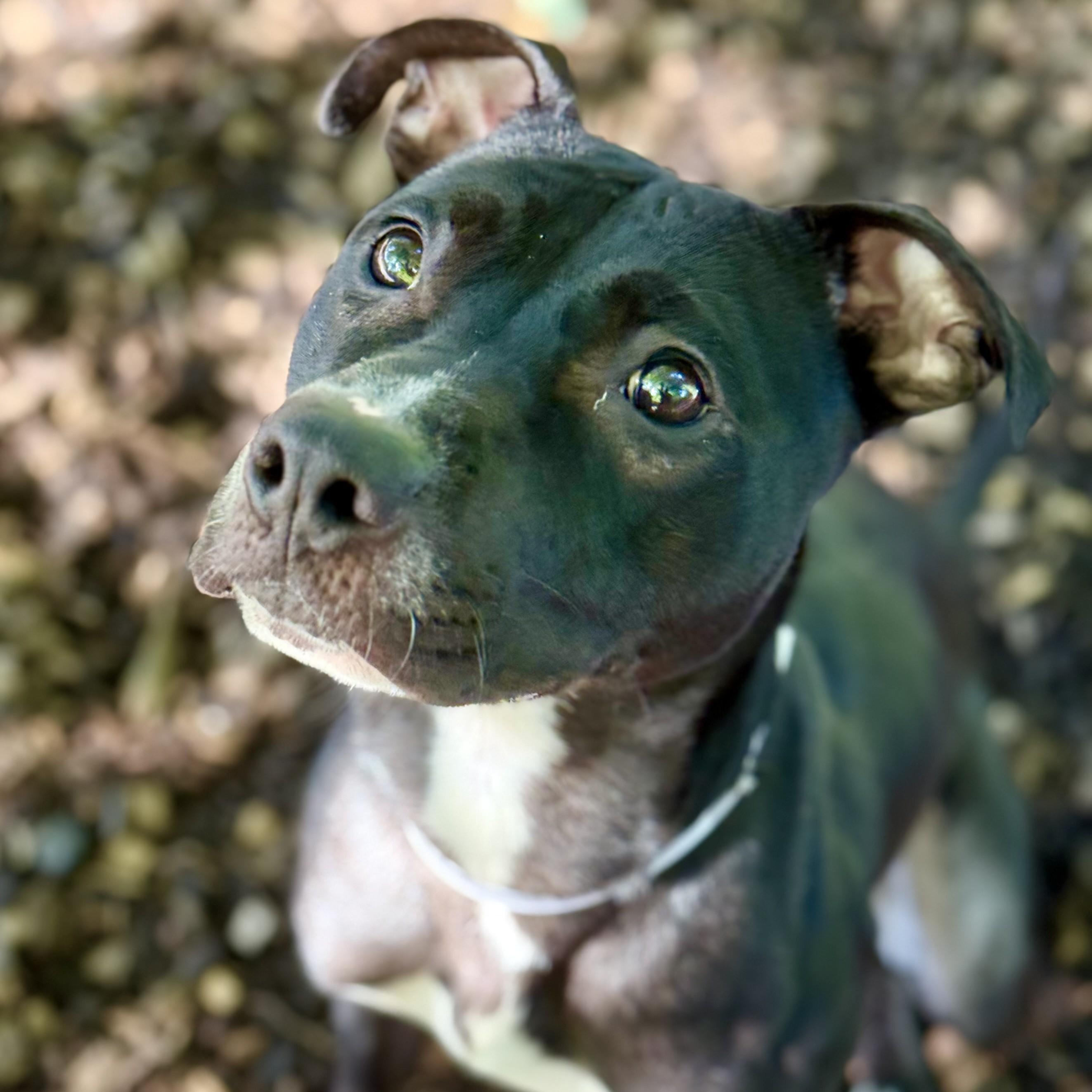 Enlarge Rex- 53357, a ADOPTABLE mixed breed in Columbia, MD image 3/6