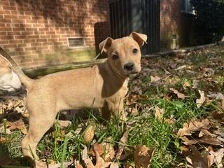 Enlarge Pharo, a Adoptable mixed breed in Wake Forest, NC image 1/6