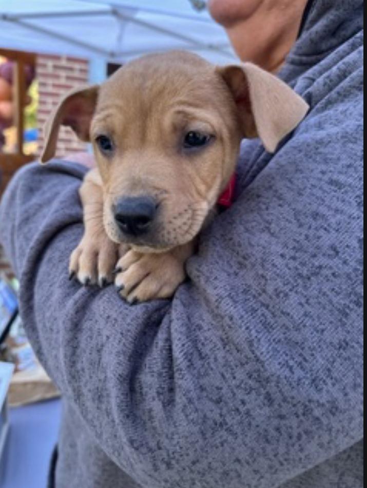 Enlarge Pharo, a Adoptable mixed breed in Wake Forest, NC image 2/6