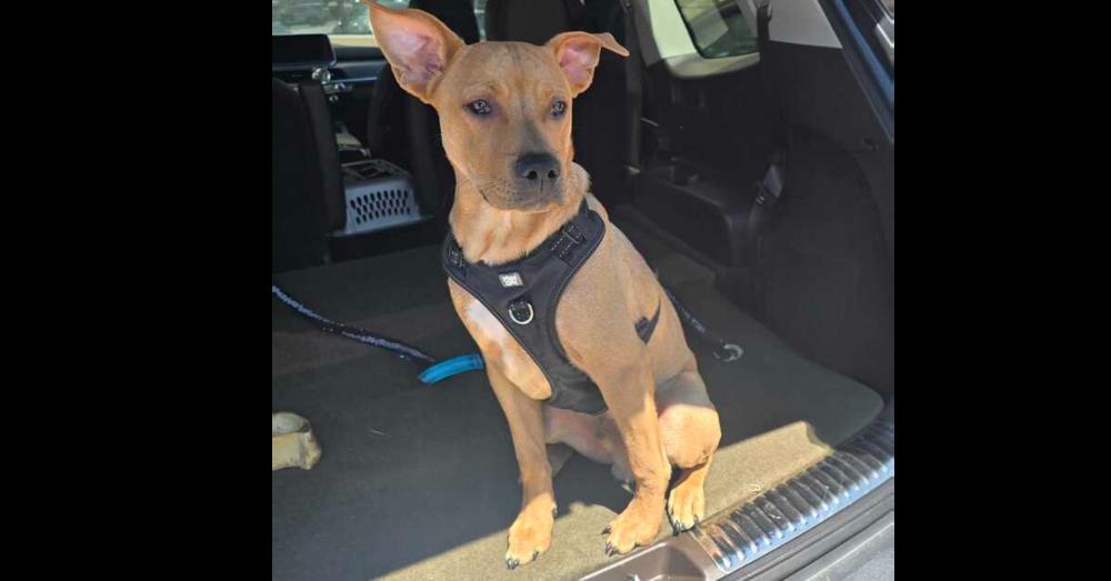 Enlarge Pharo, a Adoptable mixed breed in Wake Forest, NC image 2/6