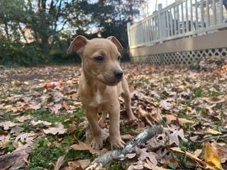 Enlarge Pharo, a Adoptable mixed breed in Wake Forest, NC image 3/6