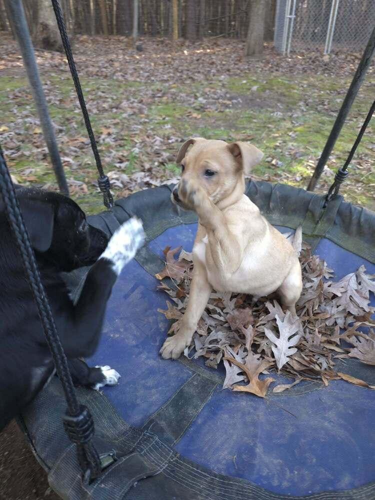 Pharo — thumbnail 3