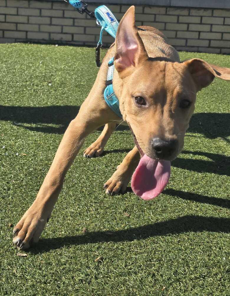 Enlarge Pharo, a Adoptable mixed breed in Wake Forest, NC image 4/6