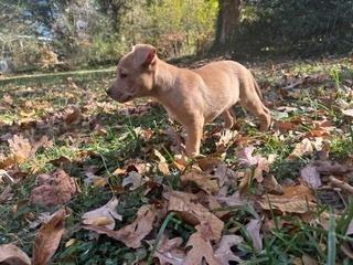 Enlarge Pharo, a Adoptable mixed breed in Wake Forest, NC image 4/6