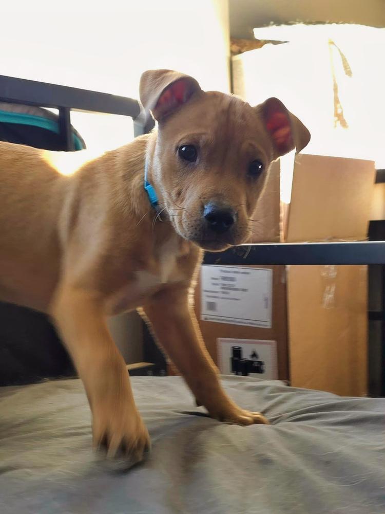 Enlarge Pharo, a Adoptable mixed breed in Wake Forest, NC image 5/6