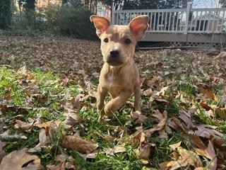 Enlarge Pharo, a Adoptable mixed breed in Wake Forest, NC image 6/6