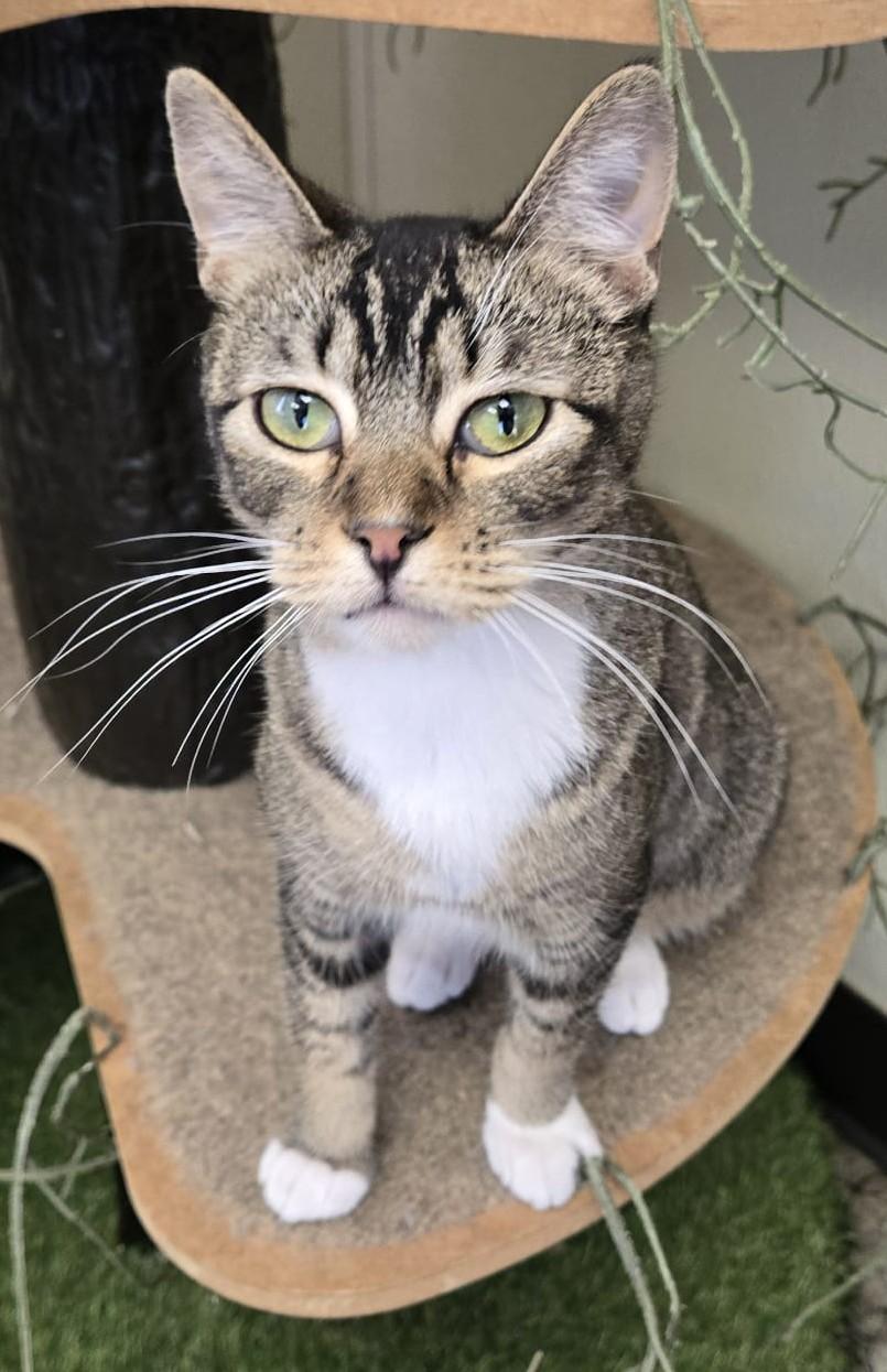 Otis, Adoptable, Adult Male Domestic Short Hair.