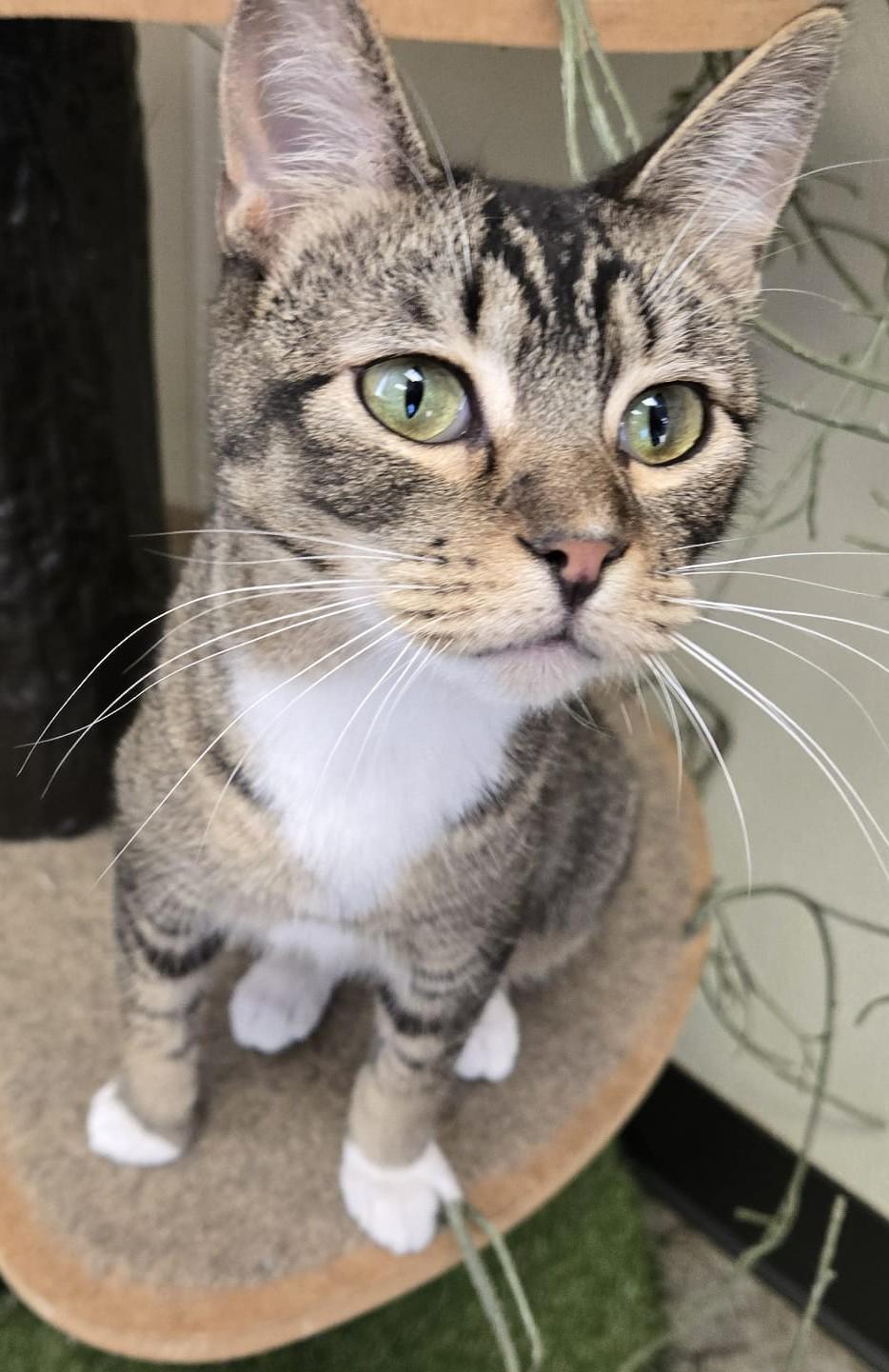 Otis, a Adoptable Domestic Short Hair in Larned, KS image 2/5