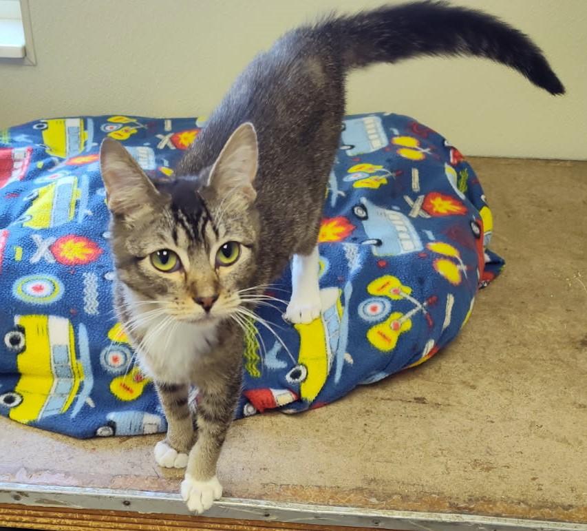 Otis, a Adoptable Domestic Short Hair in Larned, KS image 3/5