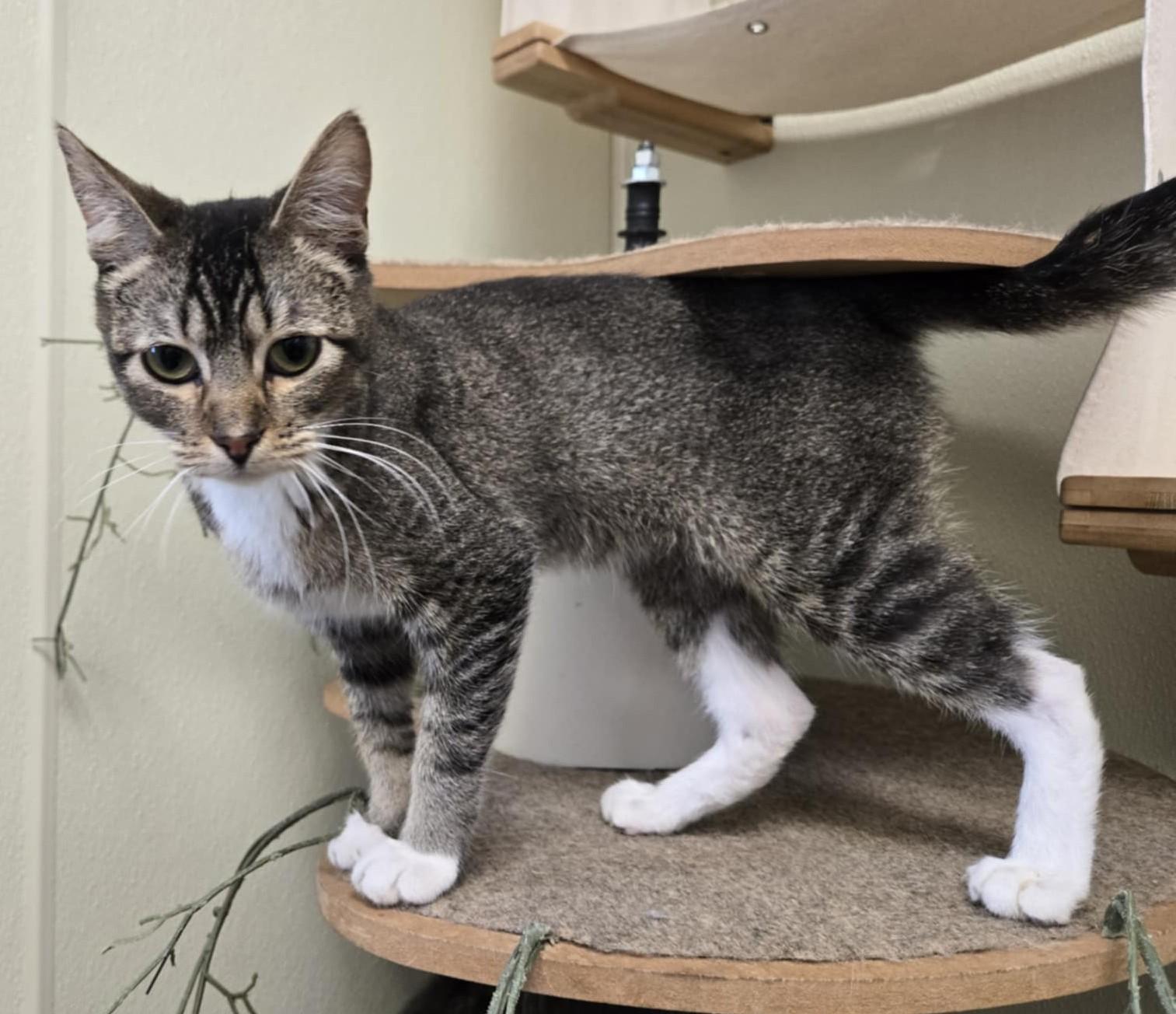 Otis, a Adoptable Domestic Short Hair in Larned, KS image 4/5