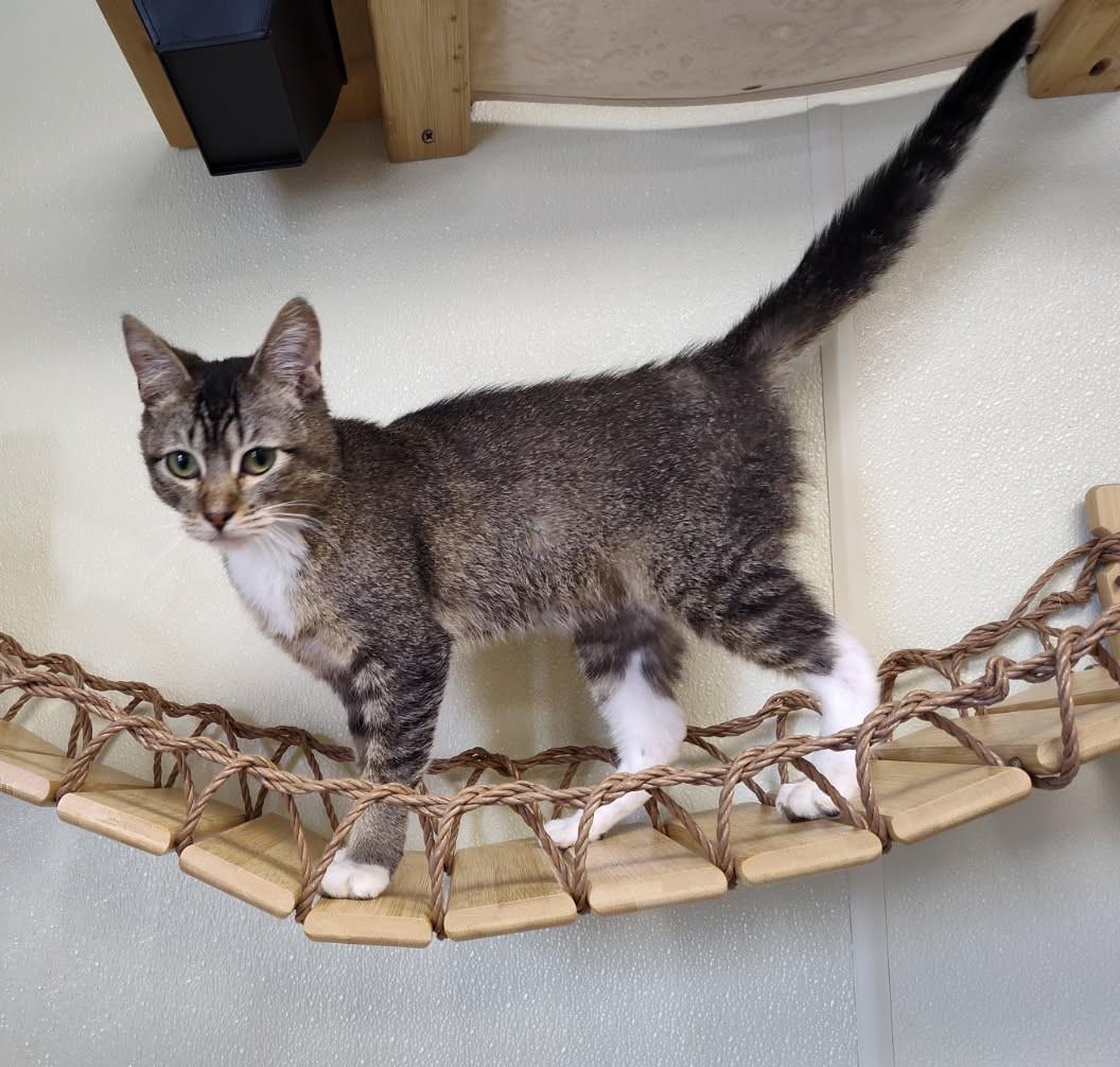 Otis, a Adoptable Domestic Short Hair in Larned, KS image 5/5