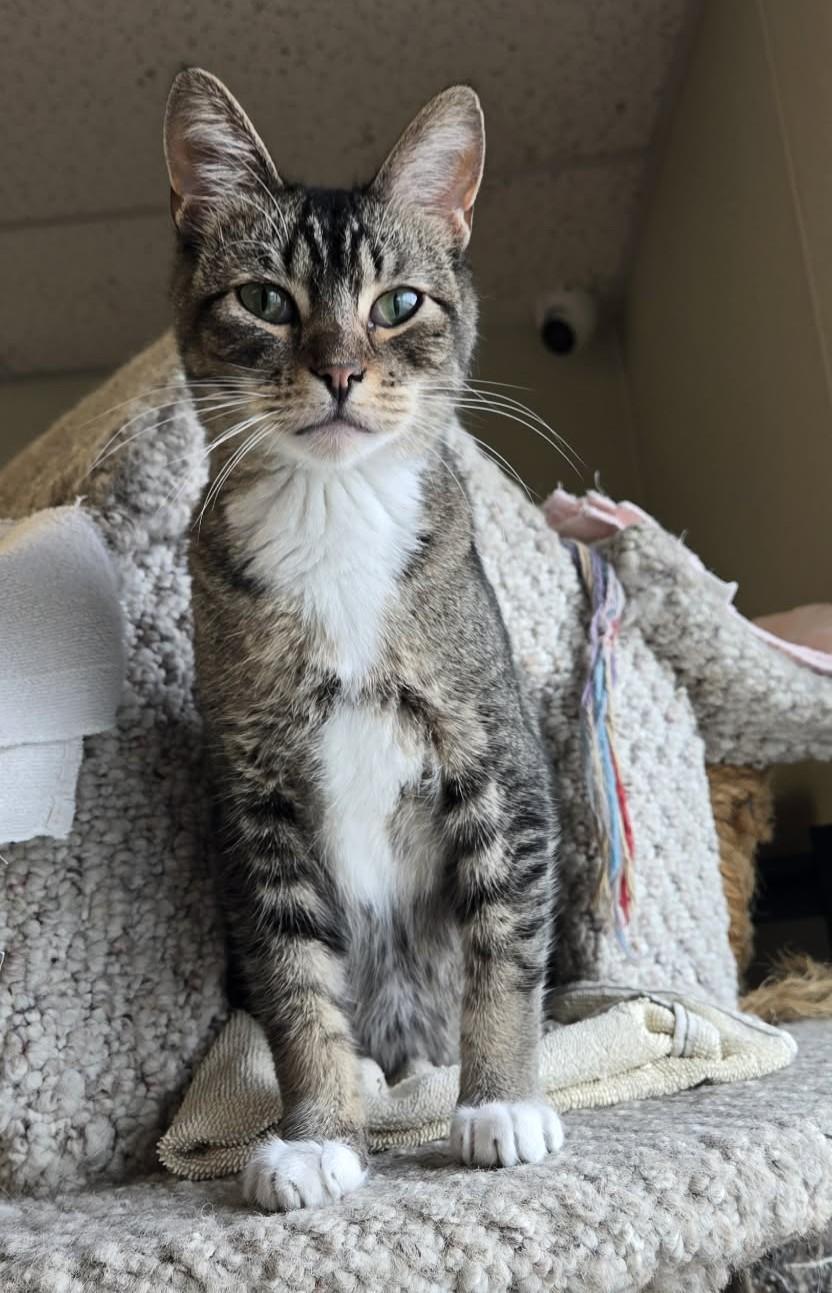 Enlarge Otis, a Adoptable Domestic Short Hair in Larned, KS image 6/6