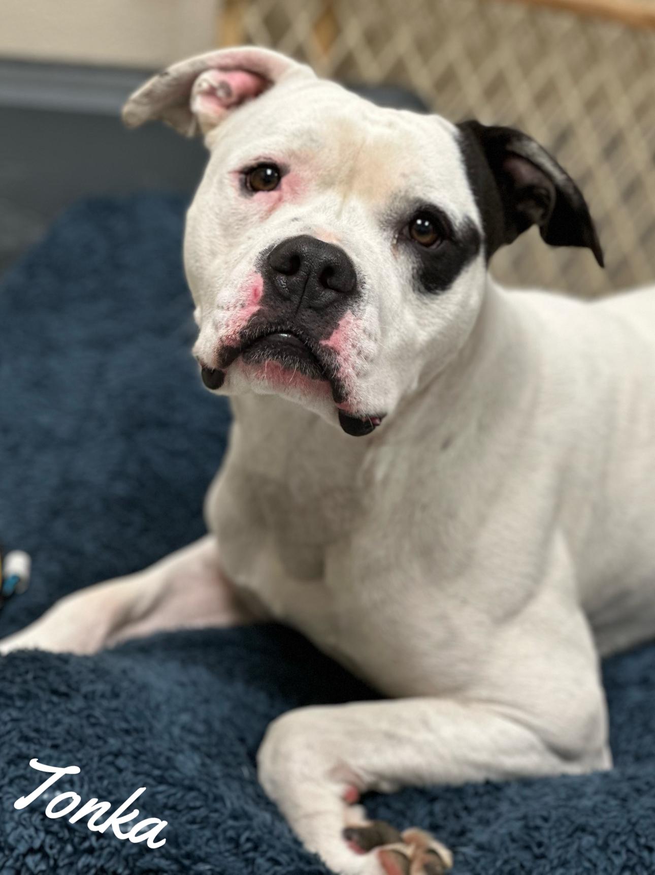 Tonka, Young Male American Bulldog
