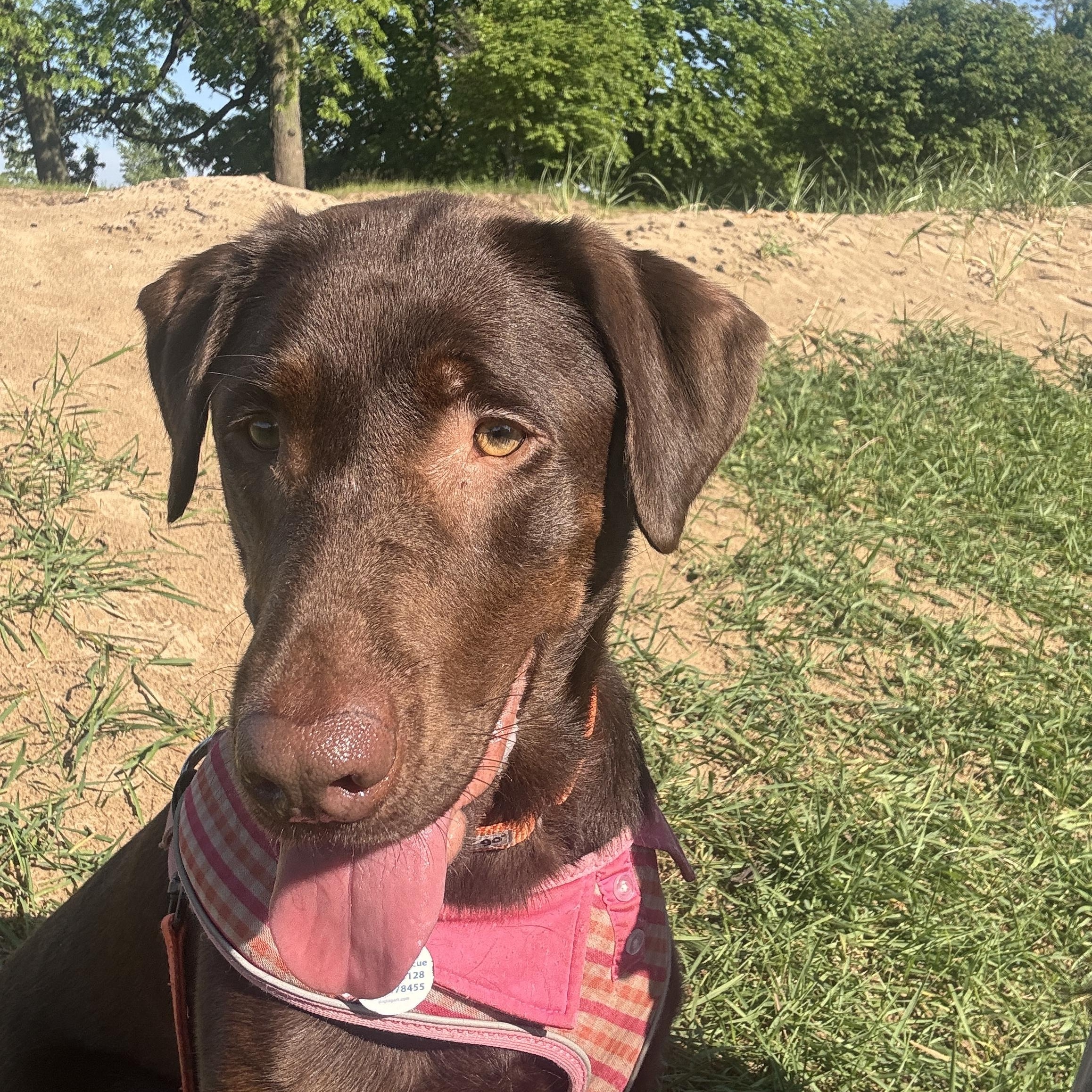 Enlarge Jessie, a ADOPTABLE Chocolate Labrador Retriever in Chicago, IL image 2/5