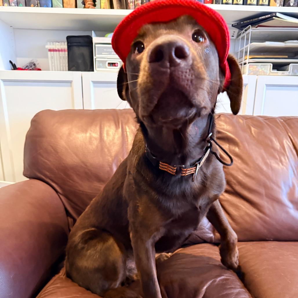 Enlarge Jessie, a ADOPTABLE Chocolate Labrador Retriever in Chicago, IL image 1/2