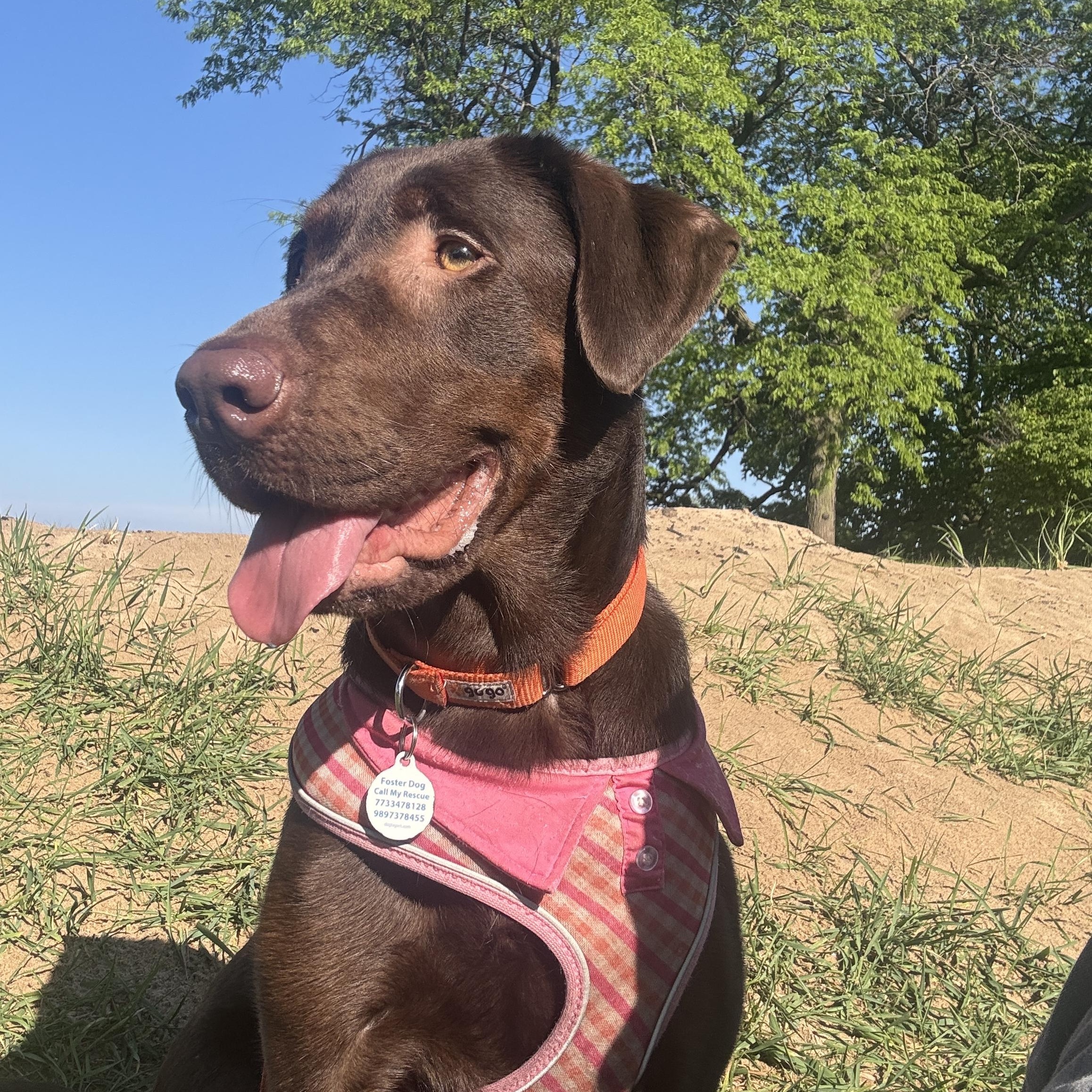 Enlarge Jessie, a ADOPTABLE Chocolate Labrador Retriever in Chicago, IL image 1/5