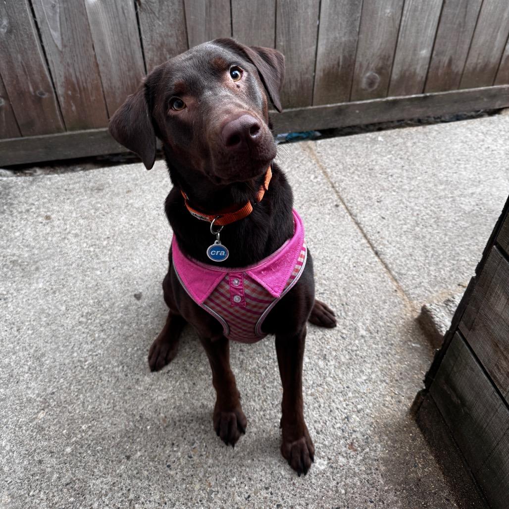 Jessie, ADOPTABLE, Adult Female Chocolate Labrador Retriever.