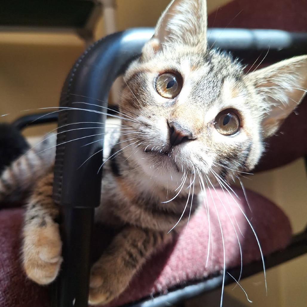 Enlarge Tonya, a Adoptable Domestic Short Hair in Attica, NY image 1/3