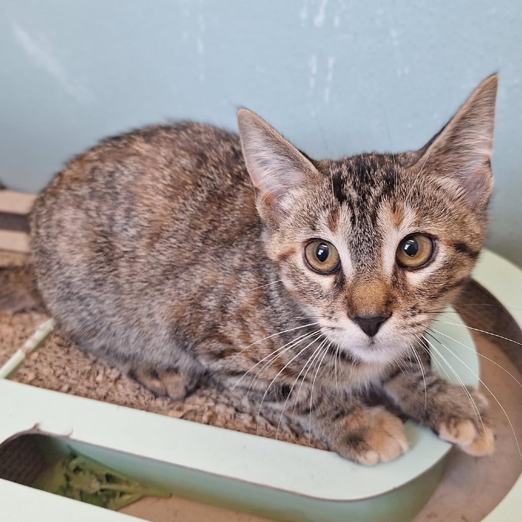 Enlarge Tonya, a Adoptable Domestic Short Hair in Attica, NY image 2/3