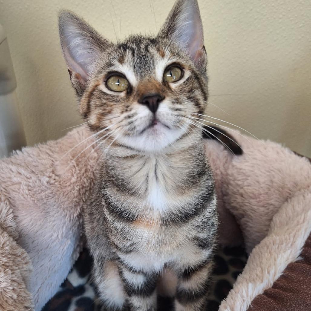 Enlarge Tonya, a Adoptable Domestic Short Hair in Attica, NY image 3/3