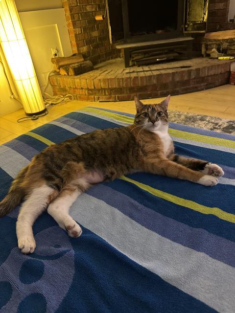 Enlarge MONTANA, a Adoptable Domestic Short Hair in Charlotte, NC image 1/1