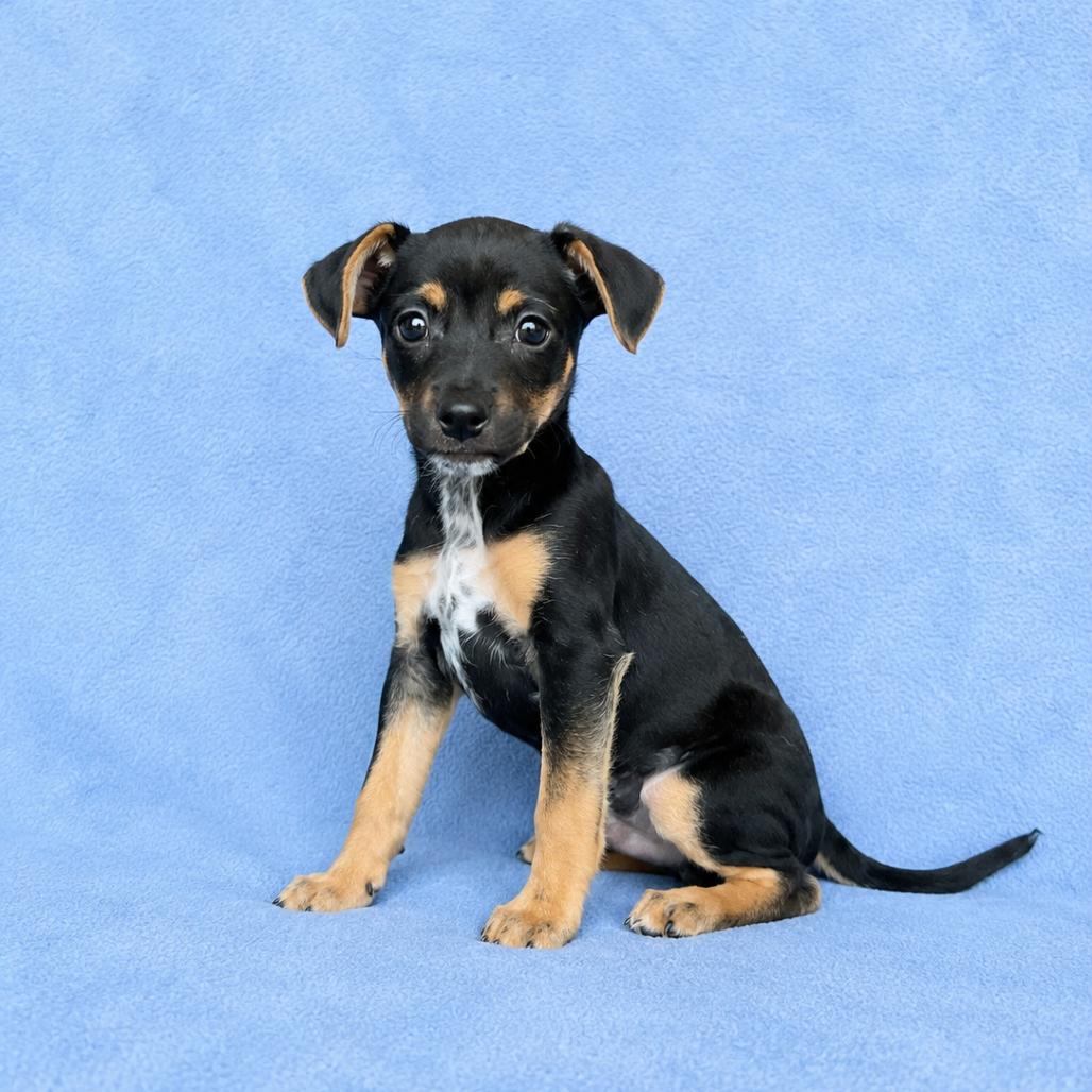 Ziggy, Adoptable, Puppy Male Miniature Pinscher & Mixed Breed.