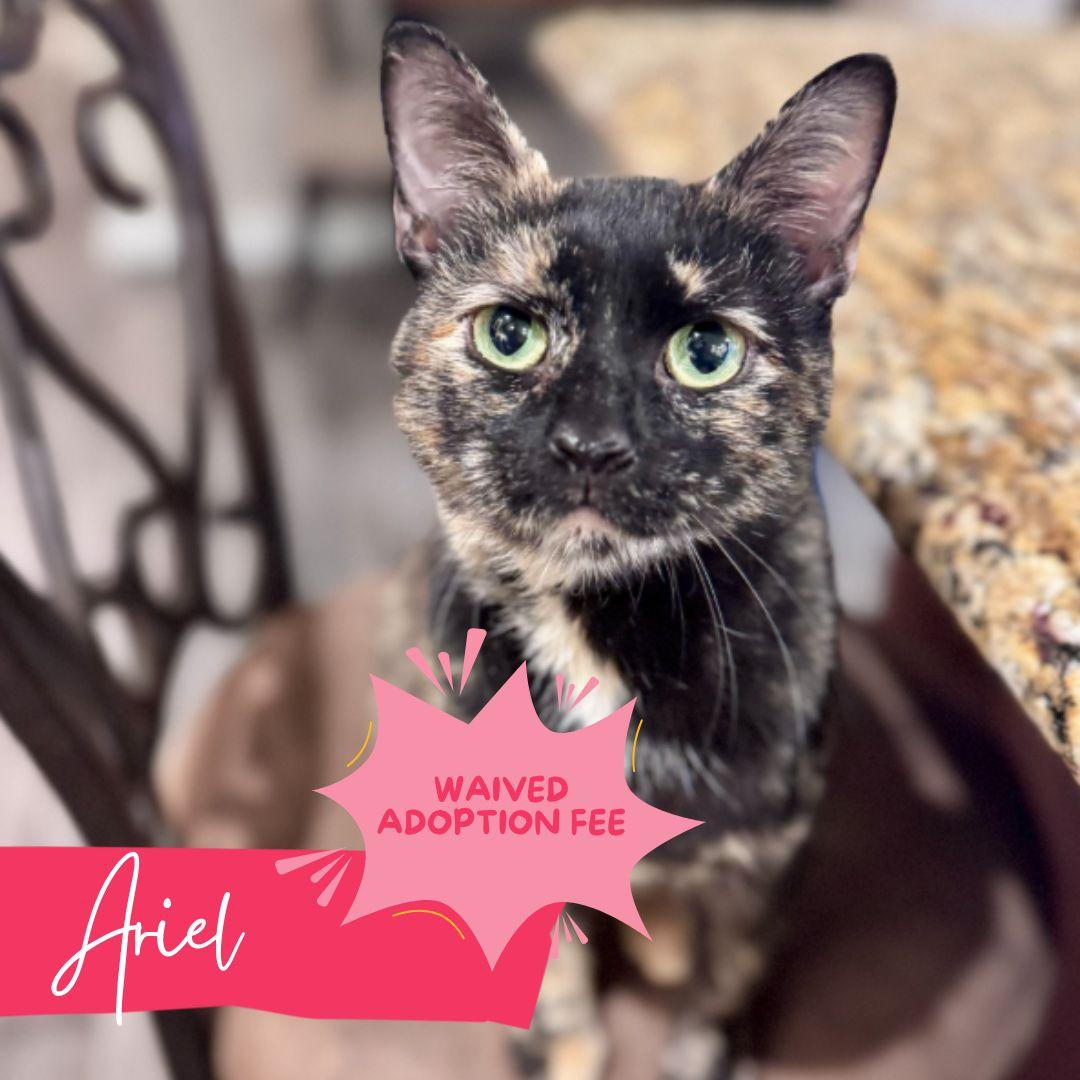Enlarge Ariel, a Adoptable Domestic Short Hair in Warwick, RI image 1/6