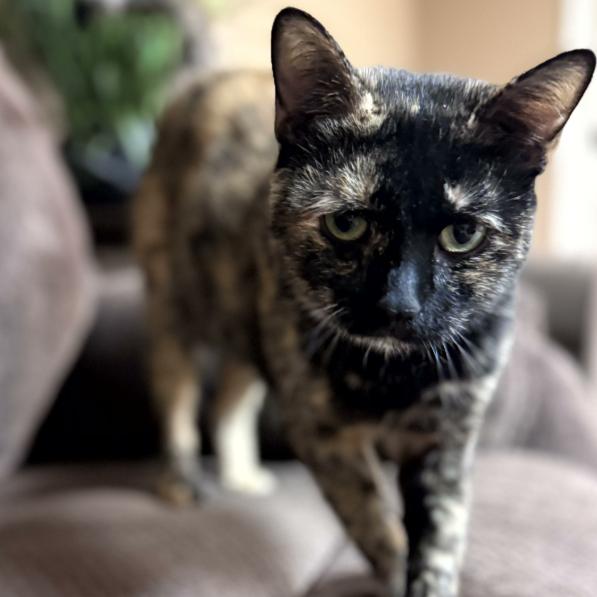 Enlarge Ariel, a Adoptable Domestic Short Hair in Warwick, RI image 2/6